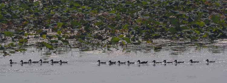 ducks in row